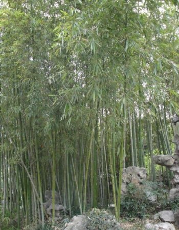 扬州古典园林个园竹林图片