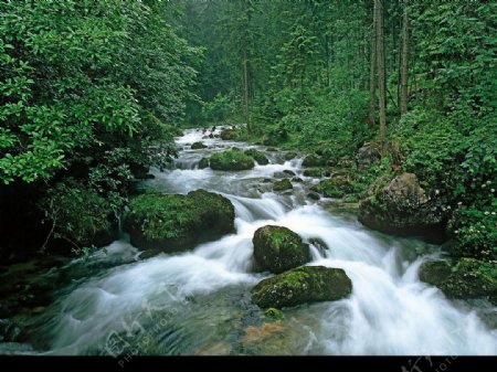 绿林溪流图片