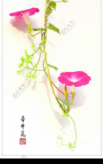 牵牛花图片