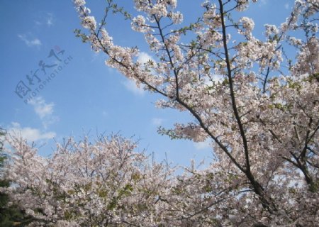 看樱花图片