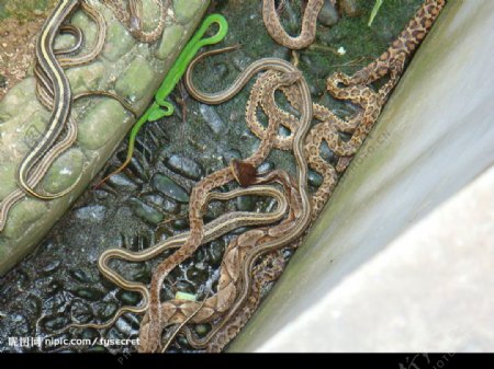 千岛湖蛇岛图片