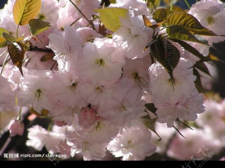 樱花时节图片