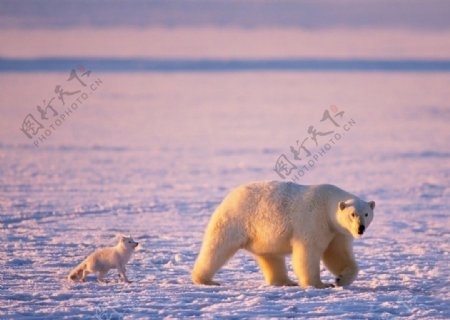 北极自然风光北极熊父子图片
