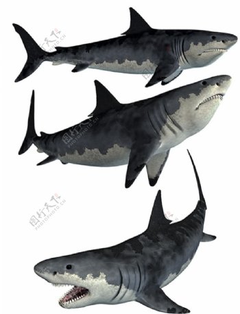 鲨鱼素材图片