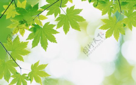 绿色自然树叶底图图片