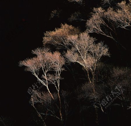 月光下的树木图片