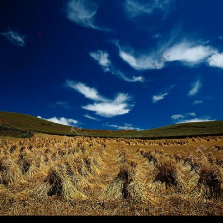 蓝天下收割后的稻田图片