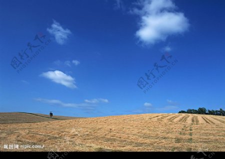 蓝天白云田野大地庄稼老牛爱吃嫩草上传图片