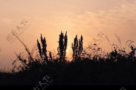 夕阳下的草木图片