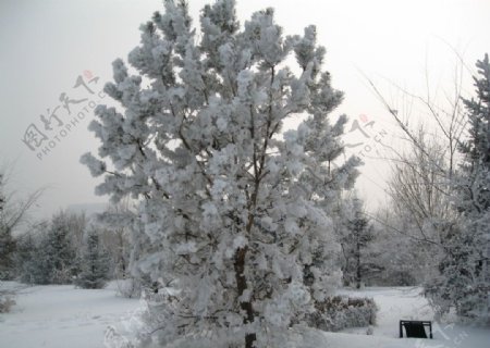 鹤城雾松冰晶松树图片