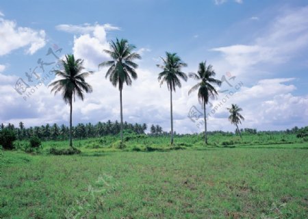 自然风光椰子树图片