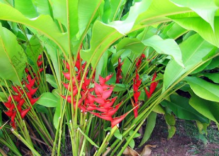 西双版纳植物园热带植物图片
