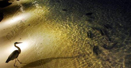 马尔代夫夜景海鸟捕鱼图片