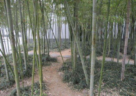 竹林小径图片