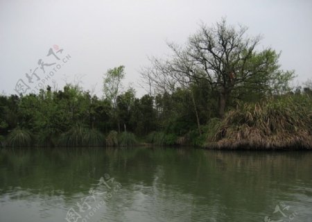 西溪湿地景色图片