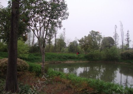 西溪景色图片