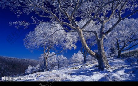 蓝天雪景图片