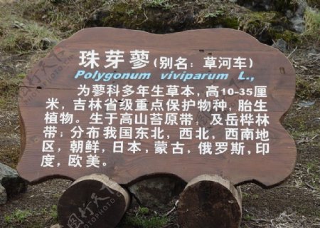 长白山高山苔原带植被标牌图片