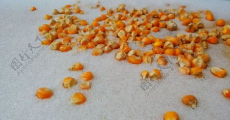 玉米粒玉米图片