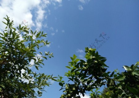 果树蓝天白云图片