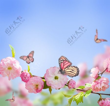 鲜花蝴蝶图片