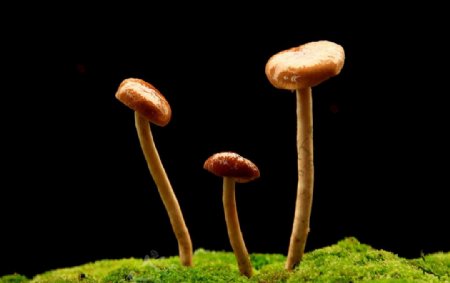 野蘑菇摄影图片