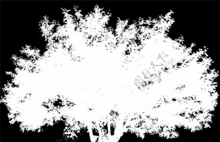 黑白树贴图图片