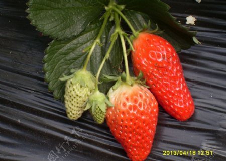九九草莓图片