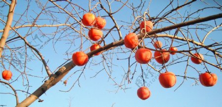 冬天的柿子图片