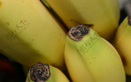 香蕉图片