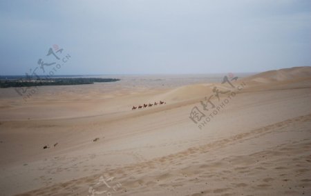 沙漠之舟图片