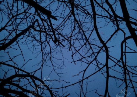 夜色树枝图片