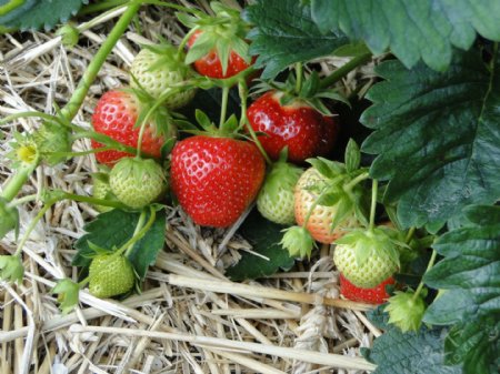 生长中的草莓图片