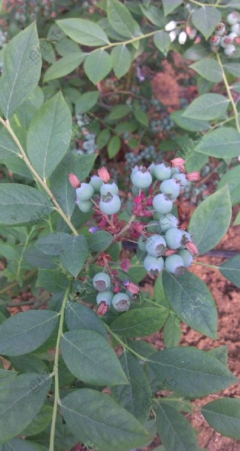 蓝莓成熟果实照片图片