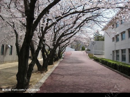 樱花弥漫的季节图片