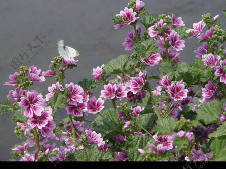 春暧花开图片