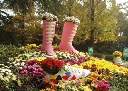 菊花包围的靴子图片