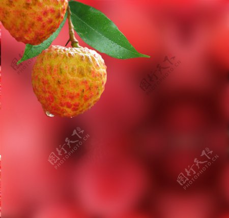 荔枝水果图片