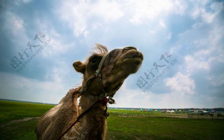中都草原的骆驼图片