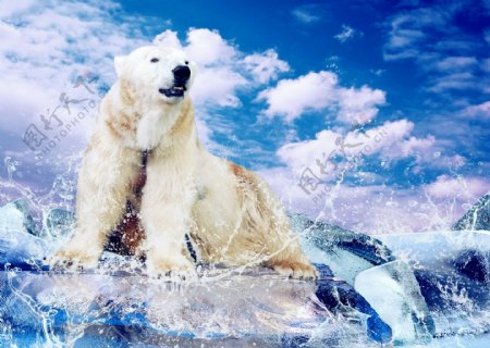 唯美北极熊图片