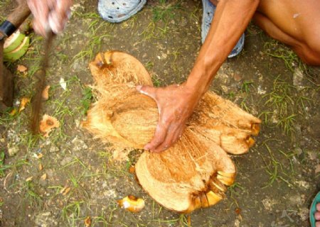菲律宾椰子图片