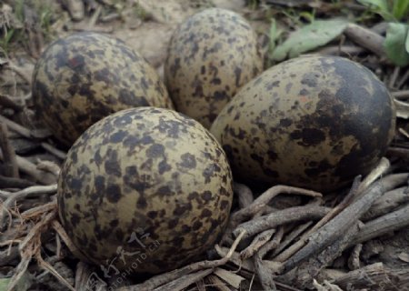 彩鹬蛋鸟蛋图片