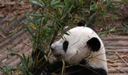 秦皇岛野生动物园熊猫图片