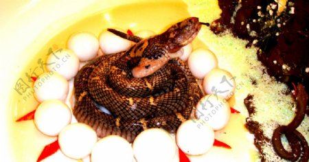 蛇蛇炖蛋水蛇图片