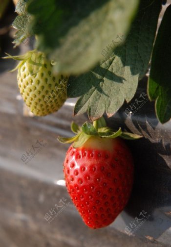 草莓园的草莓图片