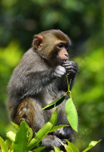 吃树枝的小猕猴图片