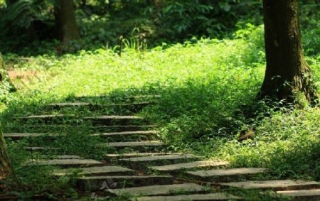 三峽貓空自然步道图片