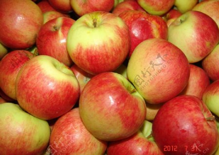 丽江红苹果图片