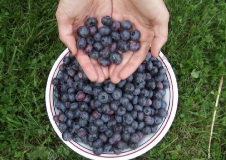 蓝莓丰收图片