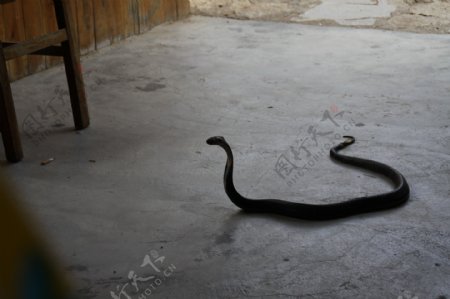 响尾蛇图片